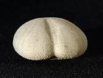 Heteraster oblongus (BRONGNIART 1821) - Bild © FossNet FossilienStore